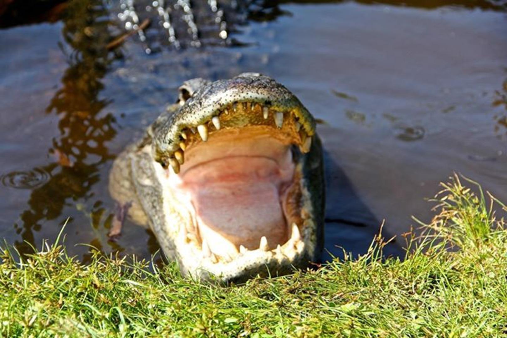 Buffalo Tiger's Airboat Everglades