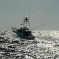 Over the last 26 years fishing Billfish 