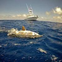 Reef Fishing for Grouper, Snapper, and Kingfish