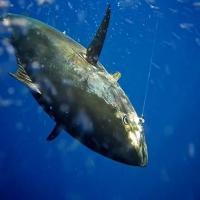 Kite Fishing for Sailfish, Mahi-Mahi, Tuna, Kingfish, and Wahoo