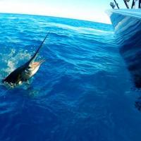 Dolphin charter fishing experiences