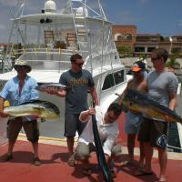 Sailfish, Blackfin Tuna, Mahi, Wahoo, Sharks