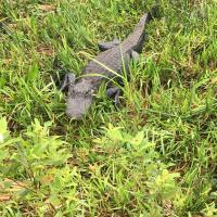 Airboat In Everglades