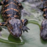 Airboat In Everglades