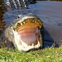 Buffalo Tiger's Airboat Tours