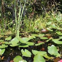 Buffalo Tiger's Airboat Tours