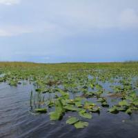 Buffalo Tiger's Airboat Tours