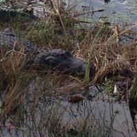 Cypress Airboats