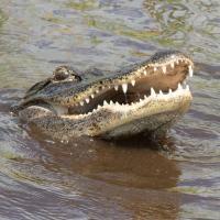 Cypress Airboats