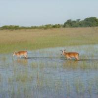 Cypress Airboats