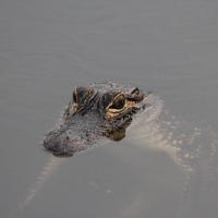 Cypress Airboats