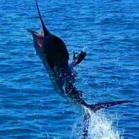 Getchasome Fishing Charters