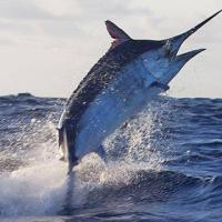 Getchasome Fishing Charters