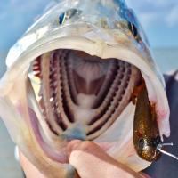 SNOOK Fishing Trips