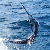 Thomas Flyer Fishing Charters