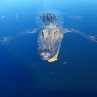 Tigertail Airboat Tours