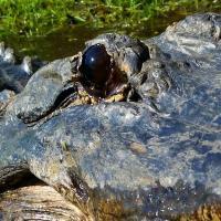 Tigertail Airboat Tours