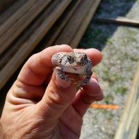 Tigertail Airboat Tours