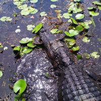 Tigertail Airboat Tours