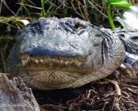 Everglades River of Grass Adventures -Tours