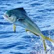 PRIVATE OFFSHORE FISHING CHARTERS