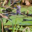 Buffalo Tiger's Airboat Tours